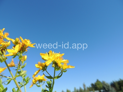 St. Johnswort, common